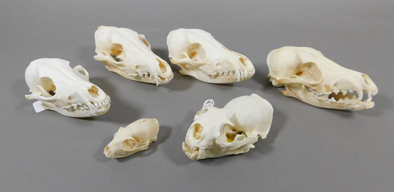 Lot 126 Skulls/Anatomy North American River Otter